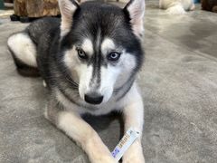 -more than meow吴止猫主题餐厅(承德 中船汇店)