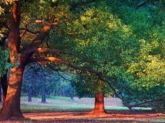 -上海共青森林公园