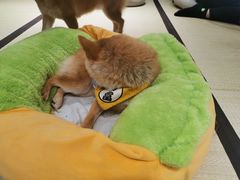 -逗柴咖啡屋·狗咖猫咖宠物桌游