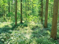 -五七小李子油焖大虾(总店)