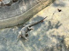 -野象谷景区