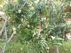 -西双版纳傣族园