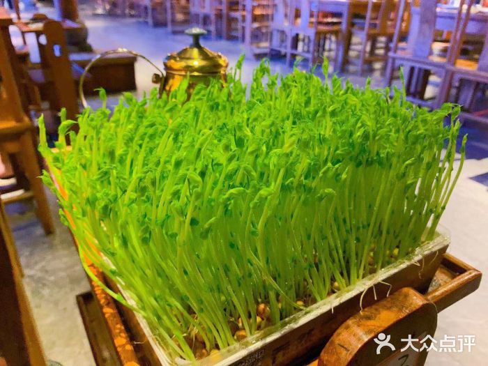 四川香天下火锅(五角场店)豆苗图片