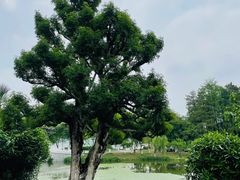 -月湖风景区