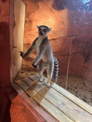 -Zoolung Zoolung动物主题公园(海信广场店)