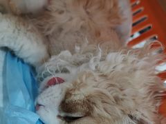 -瑞派宠物医院·犬猫全科·猫友好(宾水西道店)