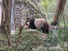 -都江堰中华大熊猫苑
