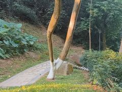 -火炉山森林公园