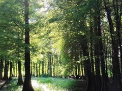 -溱湖国家湿地公园