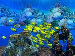 -海合安成都极地海洋公园