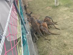 -西霞口神雕山野生动物世界