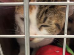 -艾吉宠物医院·疑难杂症转诊中心·猫友好(碧江路院)