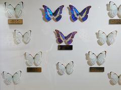 -上海昆虫博物馆