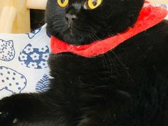 -滚猫咖啡·猫咖·猫友好撸猫(未来城店)