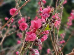 -桃花涧