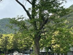 -龙坞茶村