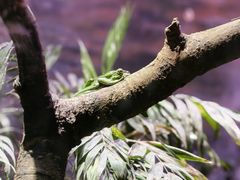 -正佳雨林生态植物园