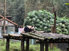 -都江堰中华大熊猫苑