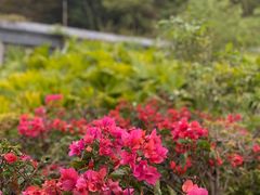 -阳台山森林公园