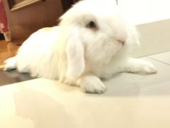 -宠物兔专门店(天丰利市场店)