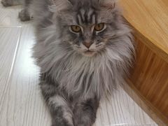 -猫和宫(六道口店)