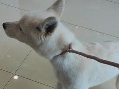 -福懋动物医院·犬猫全科·外科·重症科(杏林分院)