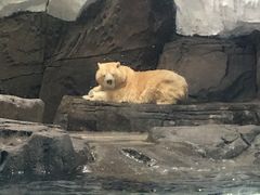 -海合安武汉极地海洋公园