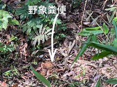 -野象谷景区