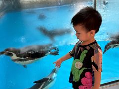 -帝企鹅自助餐厅•儿童岛•真企鹅(长隆企鹅酒店)