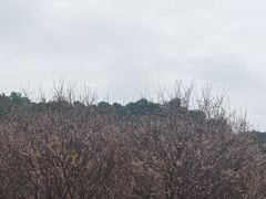 -中山市树木园