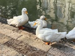 -赤坎·广东华侨国际旅游度假区