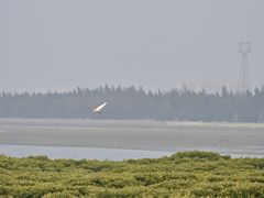 -东寨港红树林旅游区