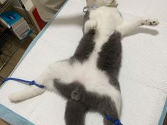 -灵美宠物诊所