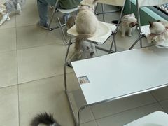 -怪兽屋·羊驼·猫咖·狗咖(俊华广场店)