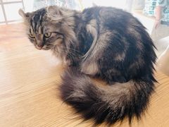 -李小姐の猫咖啡馆(五角场店)