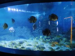 -烟台海昌鲸鲨海洋公园