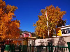 -三里屯东五街银杏大道