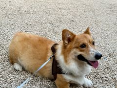 -J Create城市露营咖啡·简餐·宠物(上海动物园店)