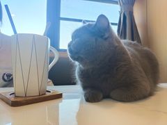 -喵园·猫主题咖啡厅·撸猫·猫咖(国贸店)