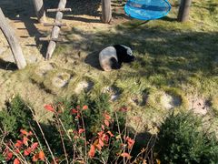 -西霞口神雕山野生动物世界