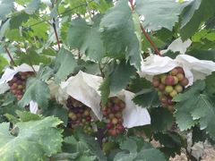 -马陆小张葡萄园农家乐