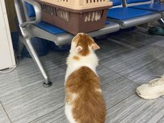 -瑞派名望志远动物医院·猫科·內科·异宠专科(直港大道店)