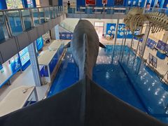 -上海海洋大学鱼文化博物馆(军工路校区)