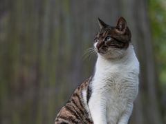 -天目山大树王景区