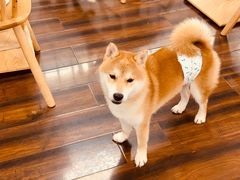 -豆柴町-柴犬主题狗咖(红鼎国际C座店)