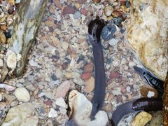 -西涌国际滨海旅游区