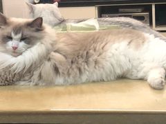 -糯米喵星人总部直营旗舰店·猫舍·幼猫出售