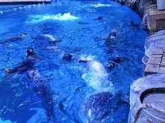 -海合安青岛极地海洋公园