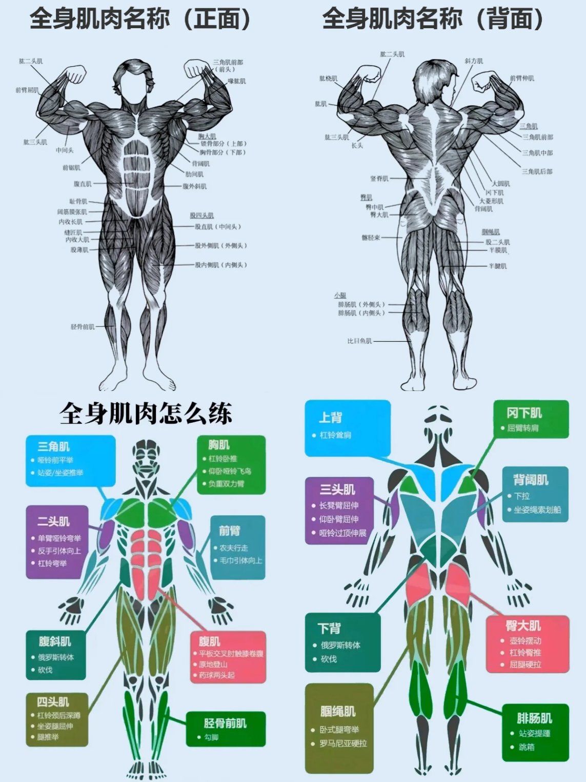 全身肌肉怎么练?
