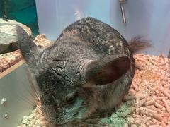 -绿色星球动物主题公园